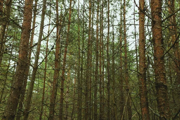 Veel Hoge Bomen Het Bos Overdag — Stockfoto
