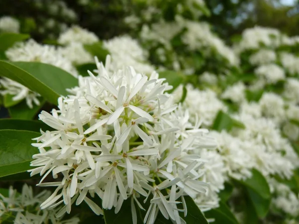 Enfoque Selectivo Las Flores Blancas Árbol Fleco Chino — Foto de Stock