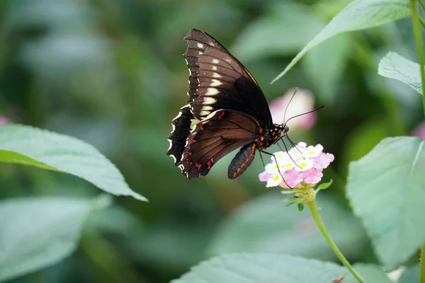 金边燕尾蝶栖息在浅粉色花朵上的选择性聚焦侧视图 — 图库照片