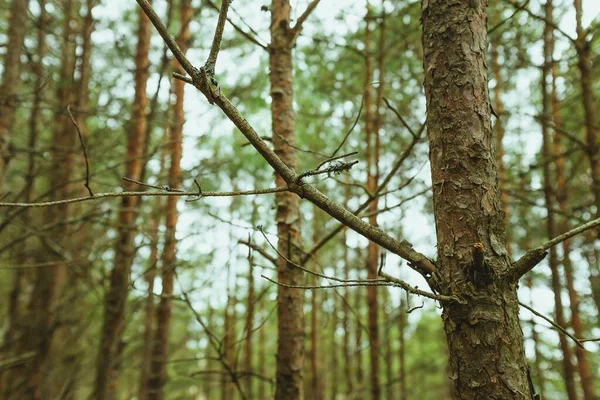 Збільшений Знімок Кількох Дерев Ростуть Поруч Один Одним Лісі — стокове фото