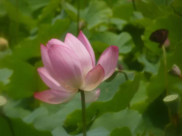 Gros Plan Lotus Rose Poussant Parmi Les Feuilles Vertes — Photo