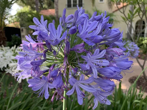 Egy Függőleges Sekély Fókusz Közelkép Egy Lila Agapanthus Virágról Egy — Stock Fotó