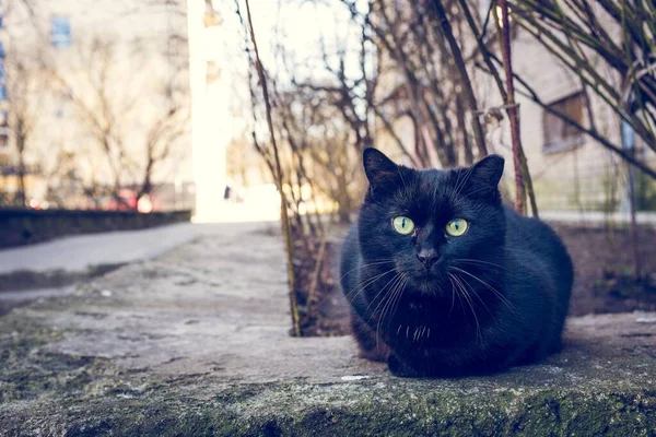 Svart Katt Sitter Utomhus Bredvid Byggnad Och Träd — Stockfoto