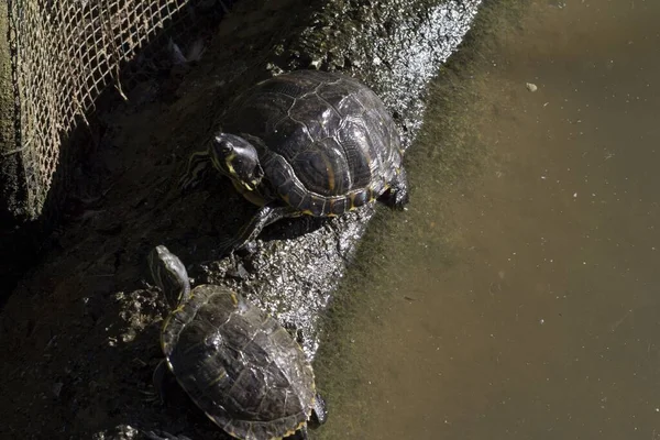 Een Close Van Twee Schildpadden Naast Elkaar Achter Het Water — Stockfoto