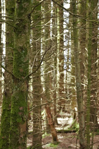 Plan Vertical Arbres Nus Secs Couverts Mousse Dans Forêt — Photo