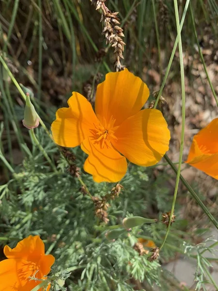 Вертикальный Мелкий Фокус Крупным Планом Оранжевый Калифорнийский Цветок Мака Парке — стоковое фото