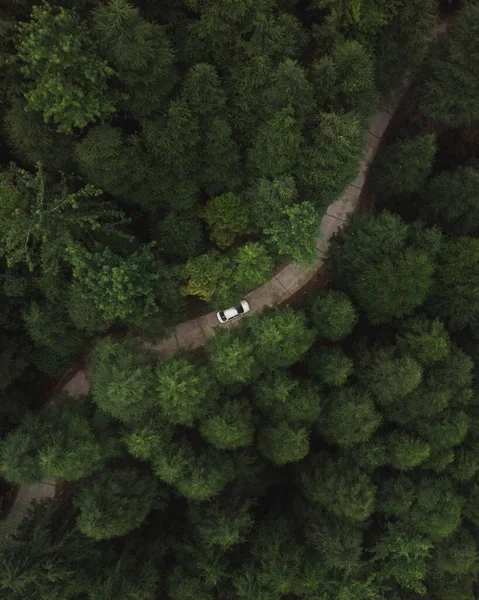 Vue Aérienne Verticale Une Voiture Traversant Une Route Dans Forêt — Photo