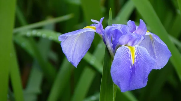 Closeup Shot Blooming Iris Flowers Greenery Daytime — Stock Photo, Image