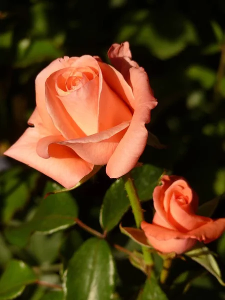 庭で成長している枝に2本の小さなピンクのバラの垂直クローズアップショット — ストック写真