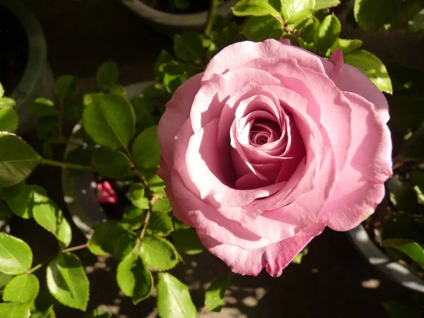 Egy Közeli Kép Egy Gyönyörű Virágzó Rózsaszín Rózsáról Ami Kertben — Stock Fotó