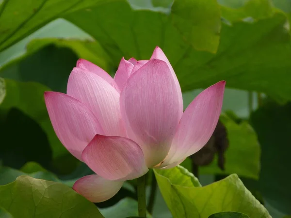 Gros Plan Lotus Rose Poussant Parmi Les Feuilles Vertes — Photo