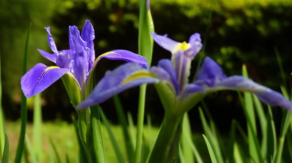 Gros Plan Fleurs Iris Fleurs Dans Verdure Jour — Photo