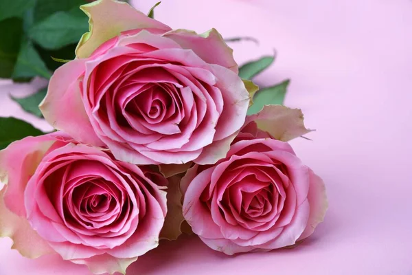Ένα Μπουκέτο Από Όμορφα Ροζ Τριαντάφυλλα Απομονωμένα Ροζ Φόντο — Φωτογραφία Αρχείου