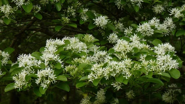 Tiro Close Das Flores Brancas Uma Árvore Franja Chinesa — Fotografia de Stock