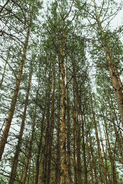 Muitas Árvores Altas Floresta Durante Dia — Fotografia de Stock