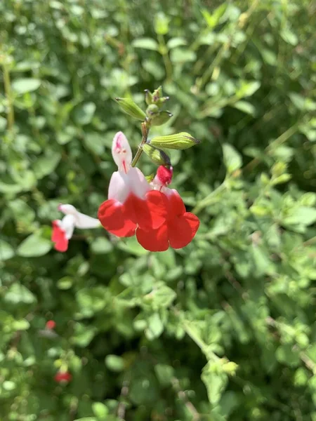 Ένα Κάθετο Ρηχό Πλάνο Εστίασης Ενός Κόκκινου Λουλουδιού Baby Sage — Φωτογραφία Αρχείου