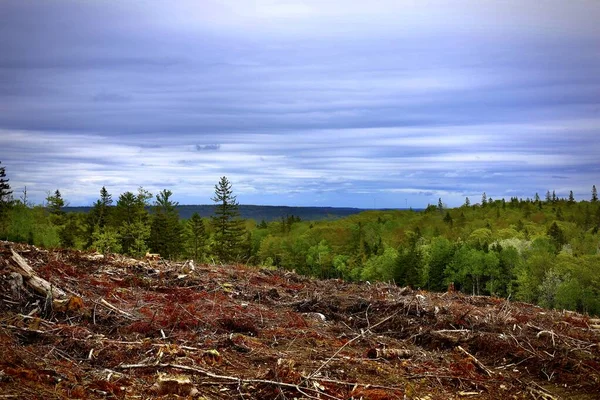 Les Montagnes Verdoyantes Les Forêts Halifax Canada — Photo