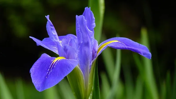 Closeup Shot Blooming Iris Flowers Greenery Daytime — Stock Photo, Image