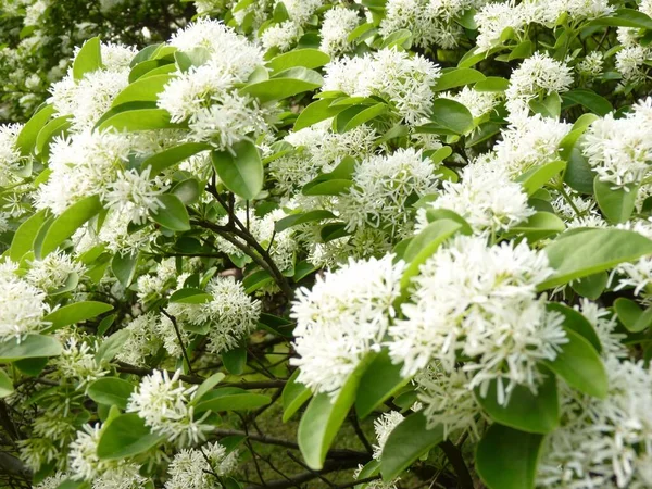 Primo Piano Dei Fiori Bianchi Albero Frangia Cinese — Foto Stock