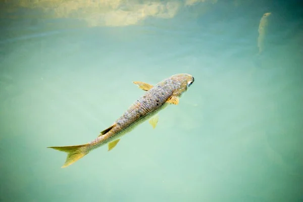 池で泳いでいる魚のクローズアップ — ストック写真