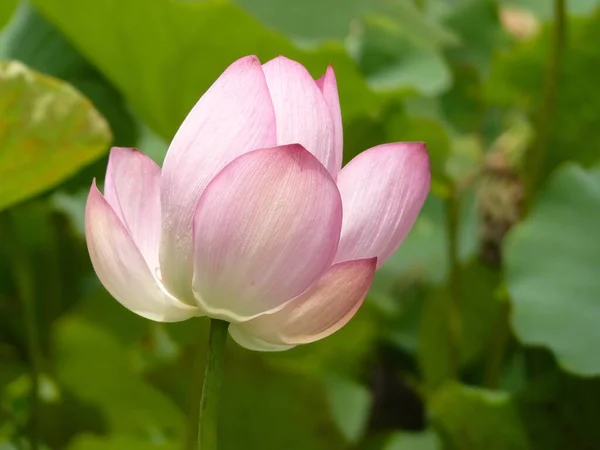 Крупним Планом Рожева Квітка Лотоса Зеленим Листям — стокове фото