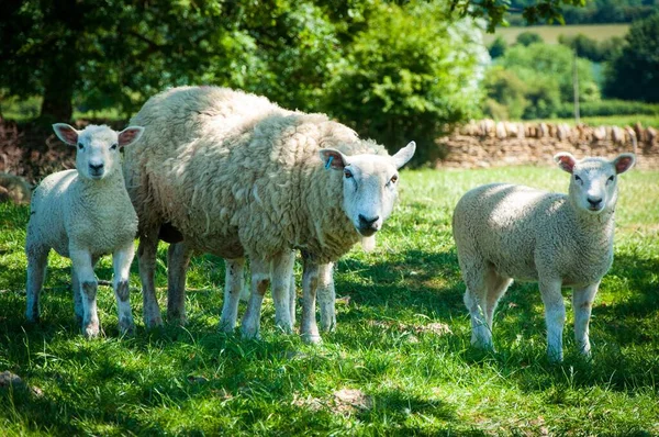 Les Moutons Pâturant Sur Herbe Verte Pendant Journée — Photo