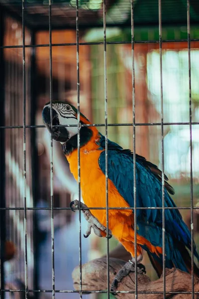 Egy Függőleges Közelkép Egy Aranyos Színes Papagájról Egy Ketrecben — Stock Fotó