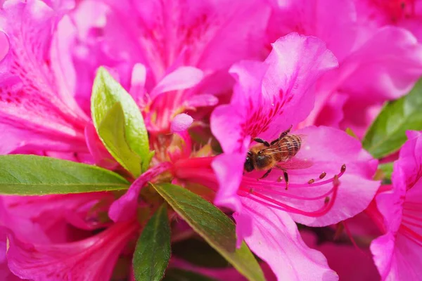 Een Macro Shot Van Een Bee Een Rose Azalea Bloem — Stockfoto