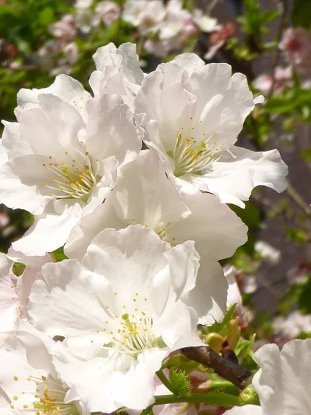 Colpo Verticale Dei Fiori Ciliegio Uno Accanto All Altro — Foto Stock