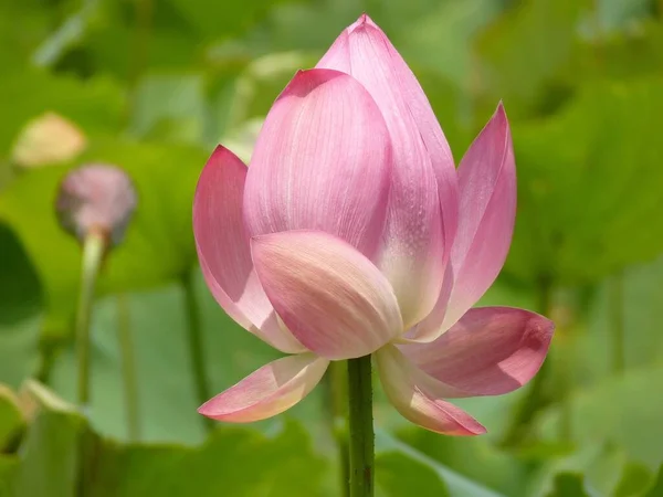 Tiro Close Lótus Rosa Crescendo Entre Folhas Verdes — Fotografia de Stock