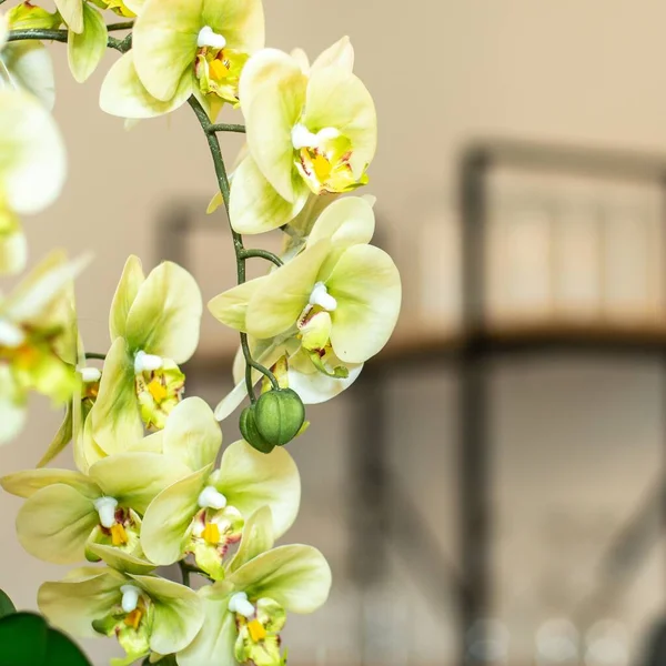 Вибірковий Фокус Стрічки Світло Зелених Квітів Вдень — стокове фото