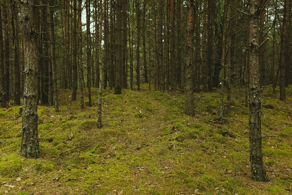Árvores Floresta Lado Umas Das Outras — Fotografia de Stock