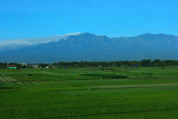 蓝天下一片绿树成荫 远处有山的风景 — 图库照片