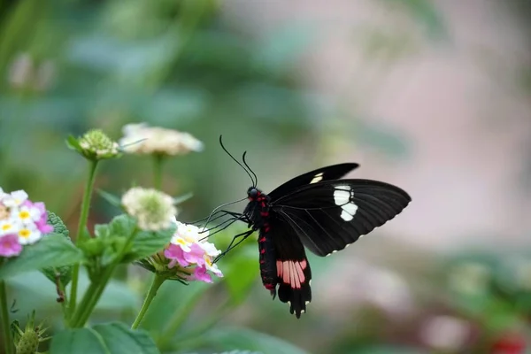 Selective Focus Shot Cattleheart Butterfly Perched Pink Flower — Stock Photo, Image