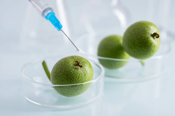 Close Plantas Feijoa Prato Vidro Sendo Injetado Com Uma Seringa — Fotografia de Stock