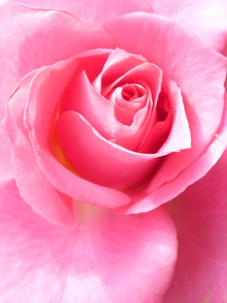 Eine Vertikale Aufnahme Der Rosa Blütenblätter Einer Rose — Stockfoto