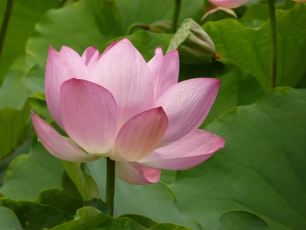 Gros Plan Lotus Rose Poussant Parmi Les Feuilles Vertes — Photo