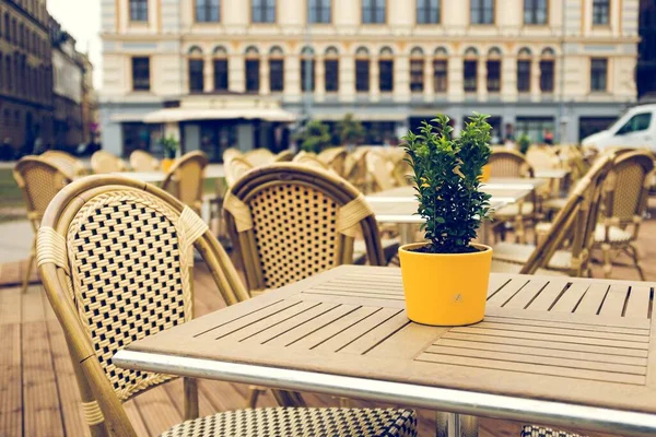 Une Plante Dans Pot Jaune Sur Table Café Extérieur Entouré — Photo