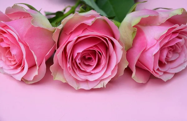 Ένα Κοντινό Πλάνο Των Όμορφων Ροζ Τριαντάφυλλων Ροζ Φόντο — Φωτογραφία Αρχείου