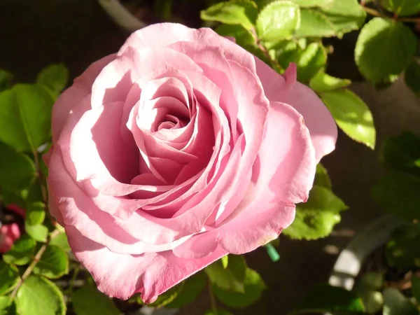 花园里长着一朵美丽的粉红色玫瑰 这是一张特写镜头 — 图库照片