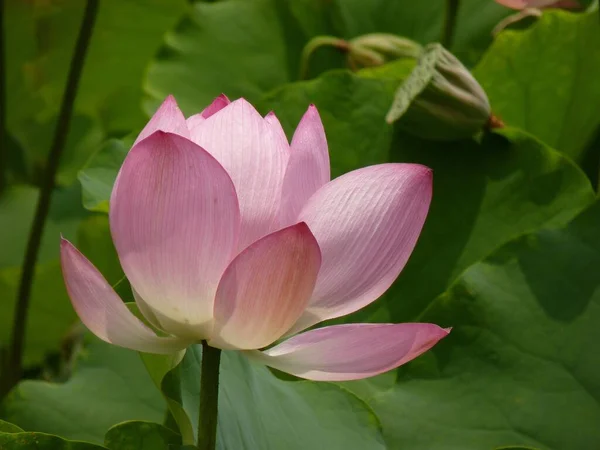 Eine Nahaufnahme Von Rosa Lotusblume Hinter Grünen Blättern — Stockfoto