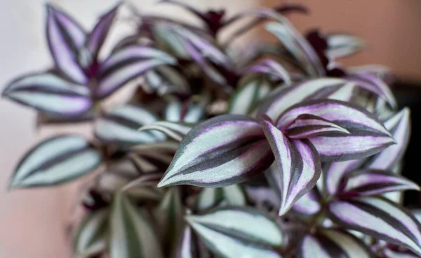 줄무늬인 식물을 클로즈업 — 스톡 사진