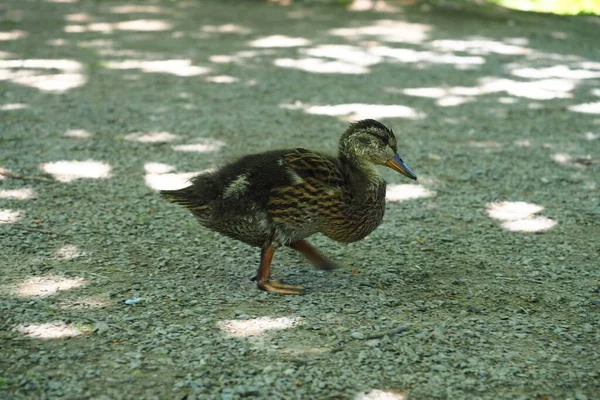 Primer Plano Pequeño Pato Suelo Día Soleado —  Fotos de Stock