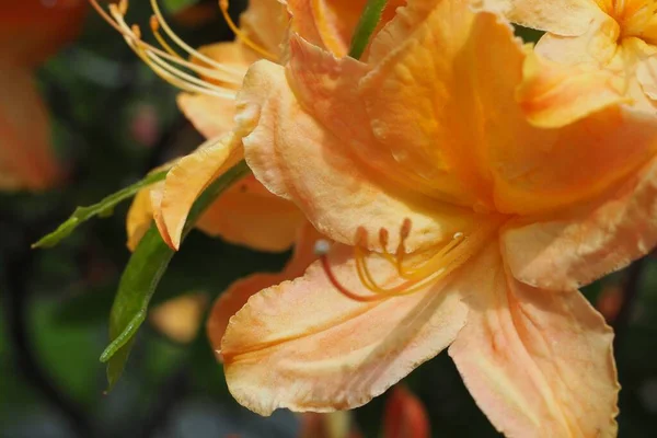 Цветы Золотистого Рододендрона Prinophyllum Общественном Саду Галифакса — стоковое фото