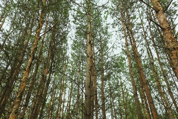 Een Verscheidenheid Aan Bomen Die Overdag Het Bos Groeien — Stockfoto