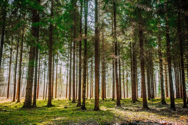 Mnoho Stromů Rostoucích Lese Během Dne — Stock fotografie