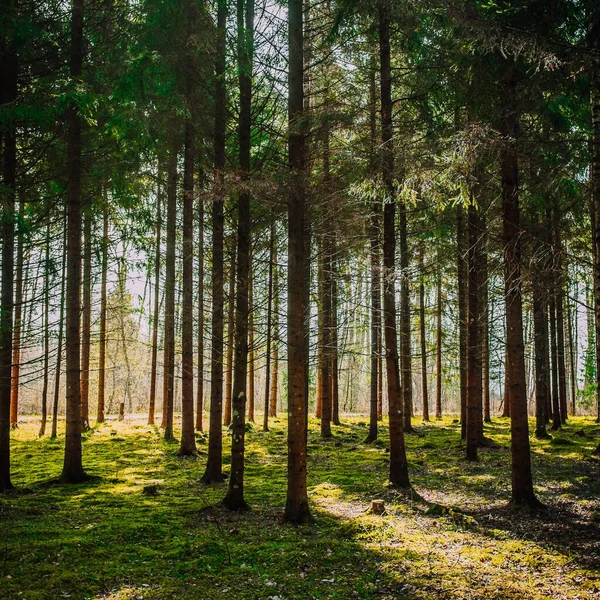 Různorodé Stromy Rostoucí Lese Během Dne — Stock fotografie