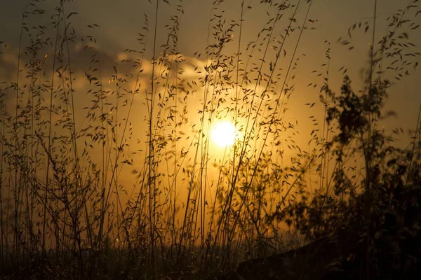 Sagoma Fiori Erba Campo Contro Sole Setting Lucente — Foto Stock