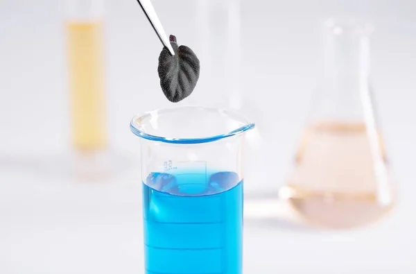 在实验室的玻璃瓶中 用镊子把一片黑色的小叶子放在蓝色液体上的特写照片 — 图库照片