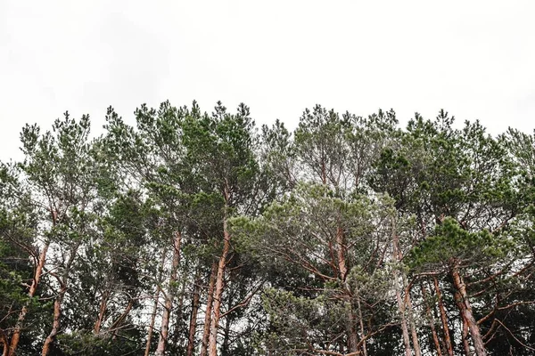 Крупним Планом Знімок Декількох Дерев Під Хмарним Небом — стокове фото